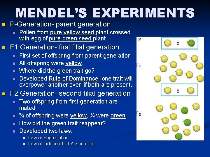 n MENDEL’S EXPERIMENTS P-Generation- parent generation n n F 1 Generation- first filial generation