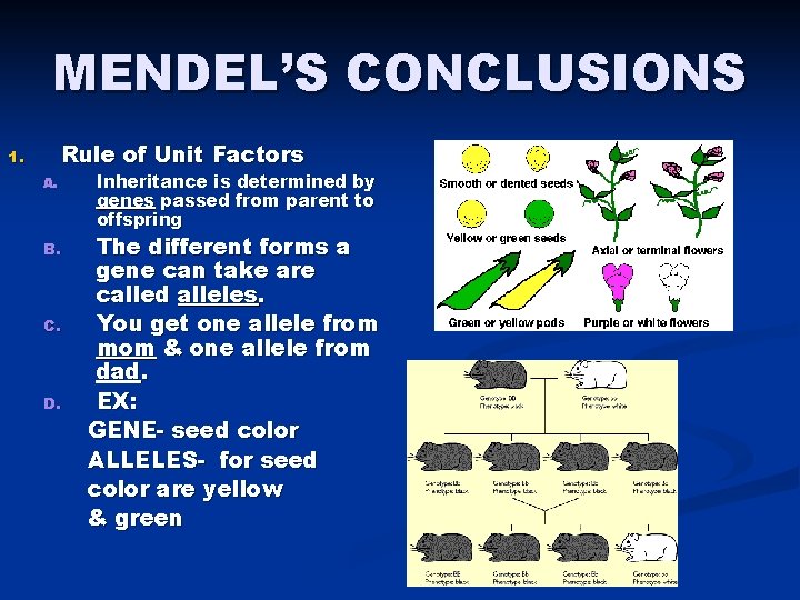 MENDEL’S CONCLUSIONS Rule of Unit Factors 1. A. B. C. D. Inheritance is determined
