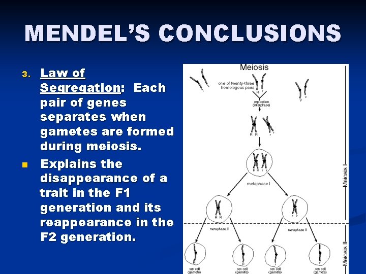 MENDEL’S CONCLUSIONS 3. n Law of Segregation: Each pair of genes separates when gametes