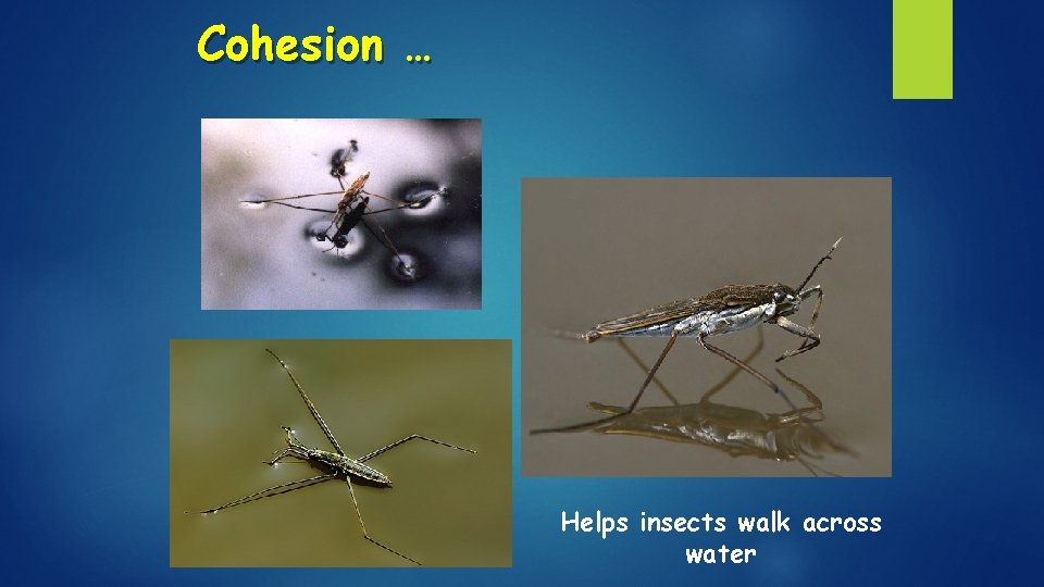 Cohesion … Helps insects walk across water 