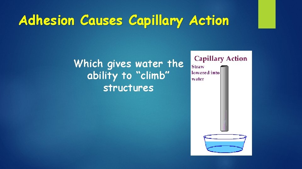 Adhesion Causes Capillary Action Which gives water the ability to “climb” structures 