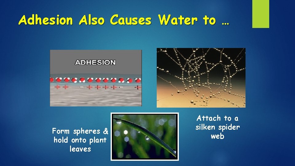 Adhesion Also Causes Water to … Form spheres & hold onto plant leaves Attach Adhesion Also Causes Water to … Form spheres & hold onto plant leaves Attach