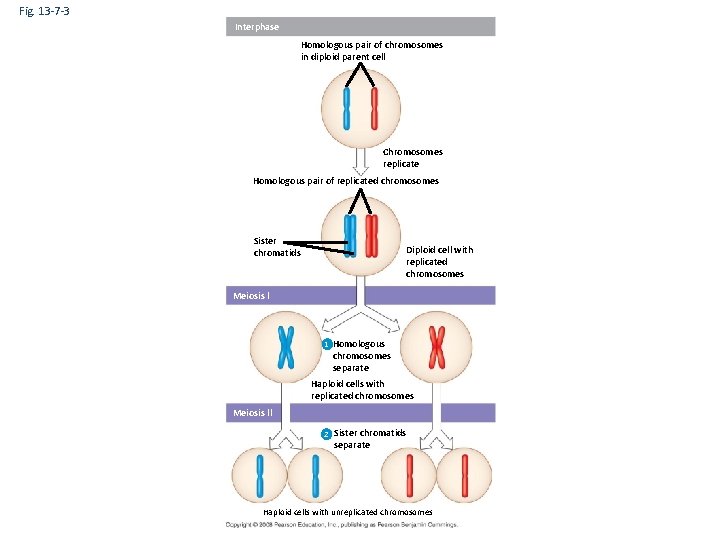 Meiosis Review Meiosis reduces the number of chromosome