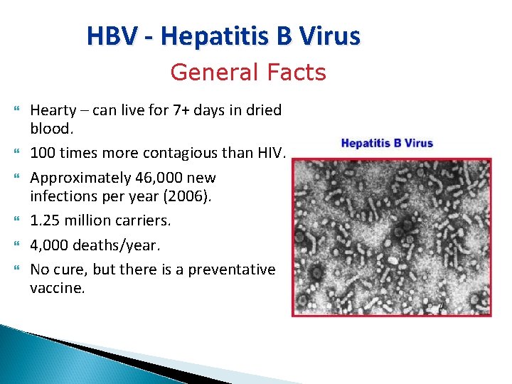 HBV - Hepatitis B Virus General Facts Hearty – can live for 7+ days