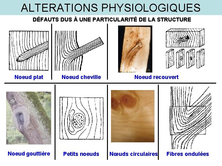 ALTERATIONS PHYSIOLOGIQUES DÉFAUTS DUS À UNE PARTICULARITÉ DE LA STRUCTURE Noeud plat Noeud cheville