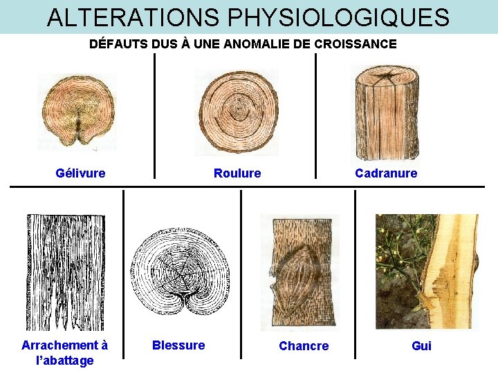 ALTERATIONS PHYSIOLOGIQUES DÉFAUTS DUS À UNE ANOMALIE DE CROISSANCE Gélivure Arrachement à l’abattage Roulure