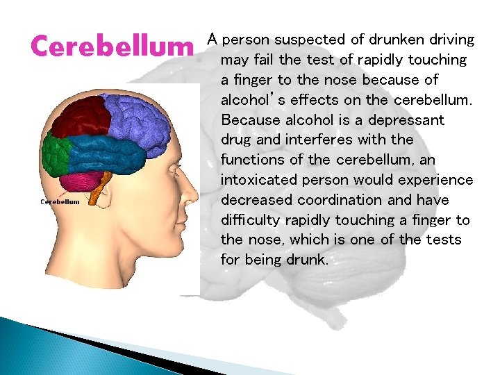 Cerebellum A person suspected of drunken driving may fail the test of rapidly touching