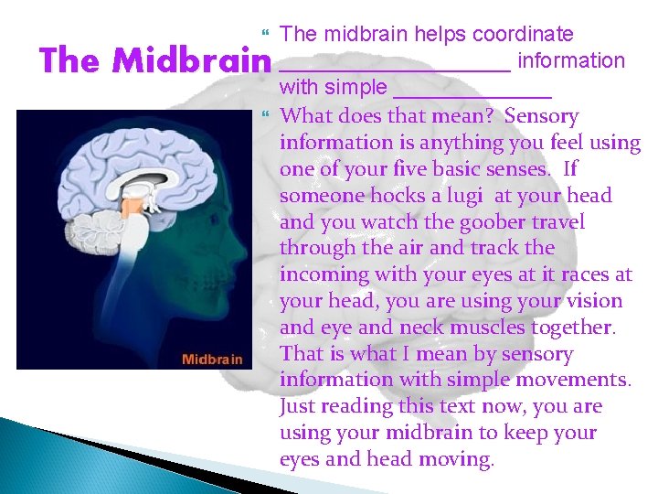  The Midbrain The midbrain helps coordinate __________ information with simple _______ What does