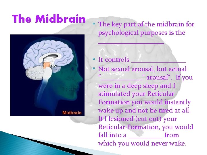 The Midbrain The key part of the midbrain for psychological purposes is the __________