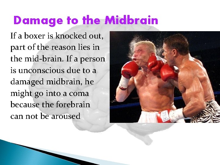 Damage to the Midbrain If a boxer is knocked out, part of the reason