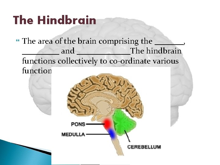 The Hindbrain The area of the brain comprising the _______, _____ and _______The hindbrain