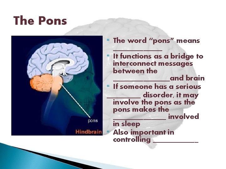 The Pons The word “pons” means _______ It functions as a bridge to interconnect