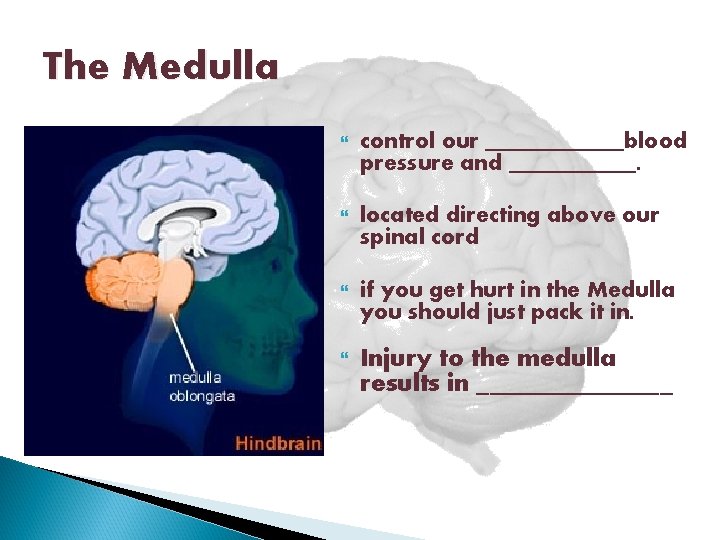 The Medulla control our ______blood pressure and ______. located directing above our spinal cord