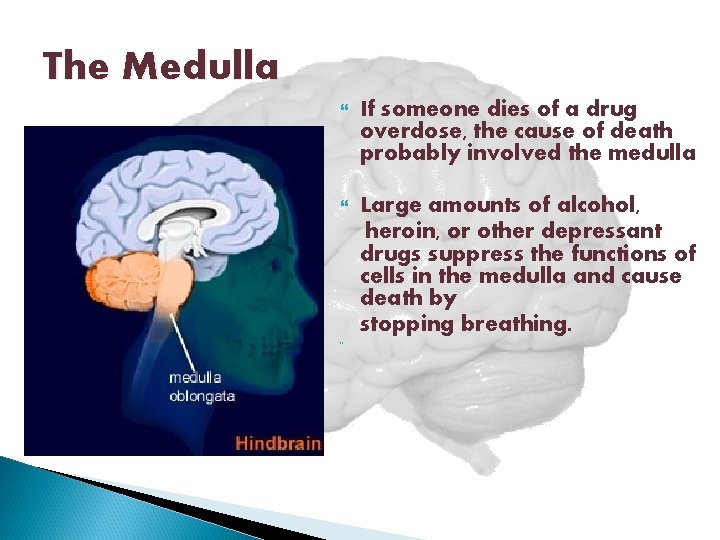 The Medulla If someone dies of a drug overdose, the cause of death probably