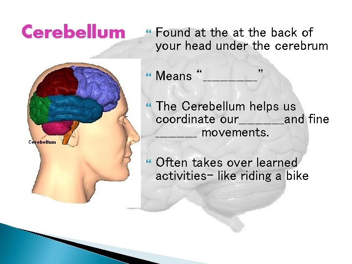 Cerebellum Found at the back of your head under the cerebrum Means “_______” The