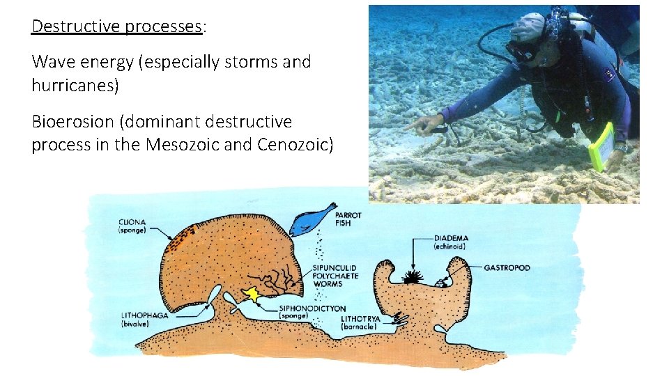 Destructive processes: Wave energy (especially storms and hurricanes) Bioerosion (dominant destructive process in the