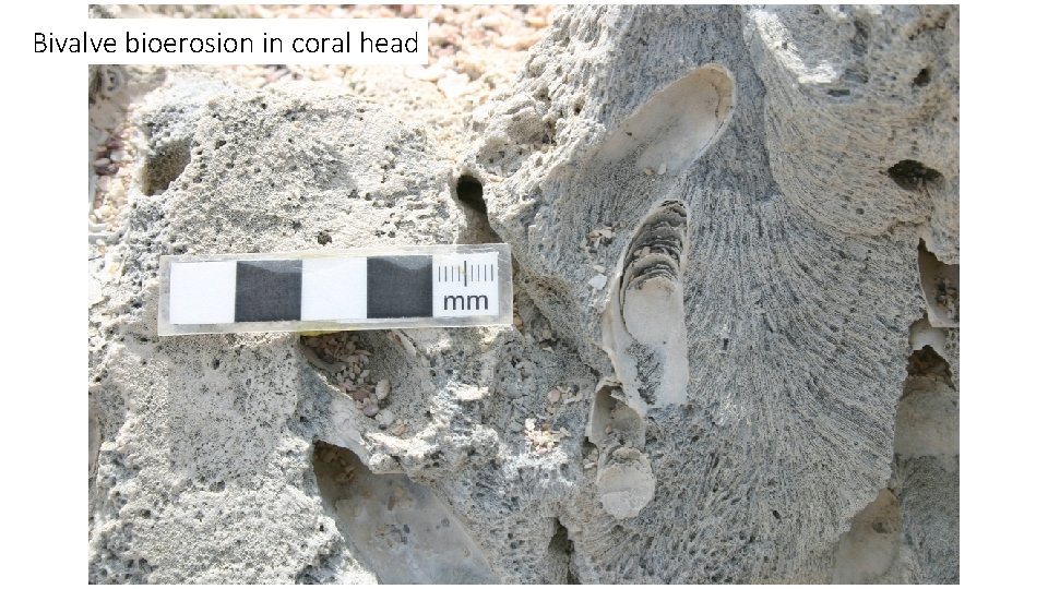Bivalve bioerosion in coral head 