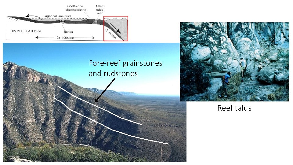 Fore-reef grainstones and rudstones Because of rigid framework and cementation, reef foreslope can be