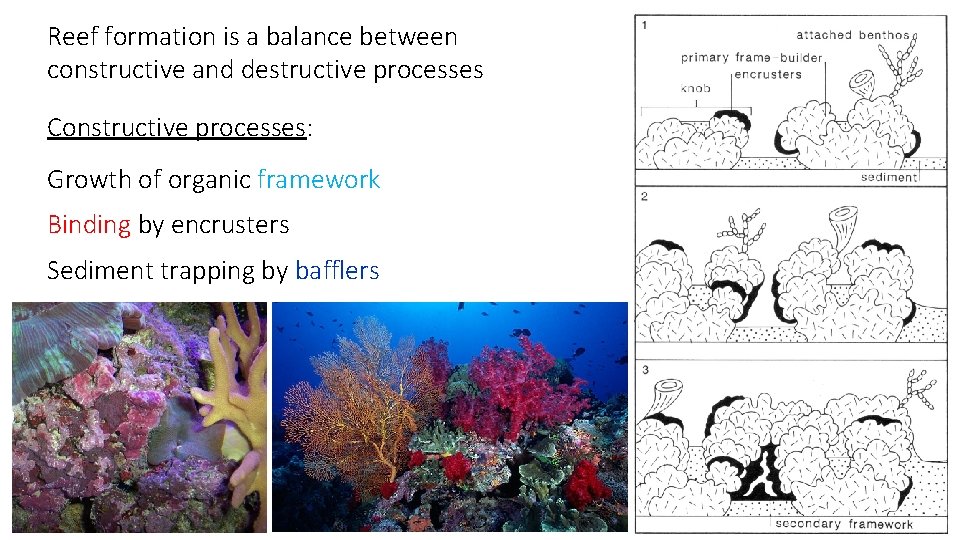 Reef formation is a balance between constructive and destructive processes Constructive processes: Growth of