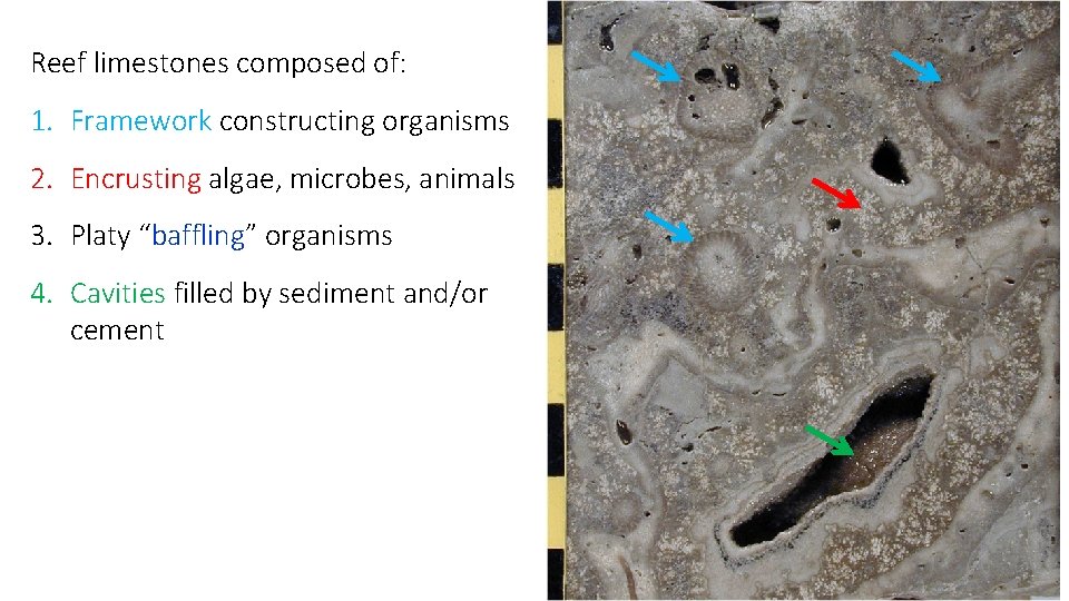 Reef limestones composed of: 1. Framework constructing organisms 2. Encrusting algae, microbes, animals 3.