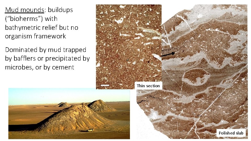 Mud mounds: buildups (“bioherms”) with bathymetric relief but no organism framework Dominated by mud