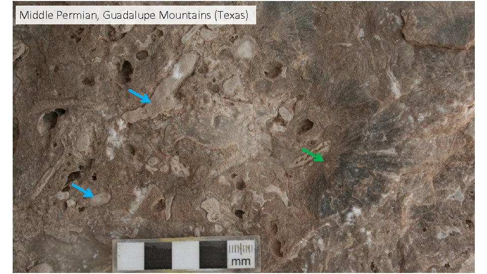 Middle Permian, Guadalupe Mountains (Texas) 