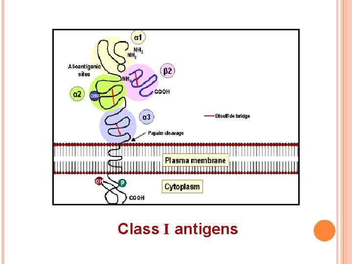 Class I antigens 