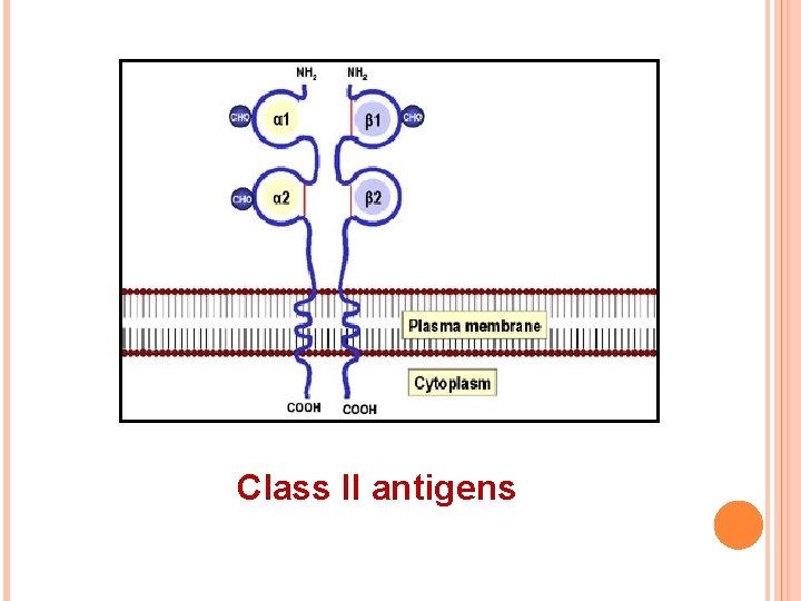Class II antigens 