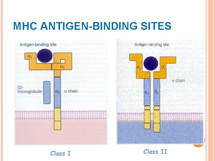 MHC ANTIGEN-BINDING SITES Class II 