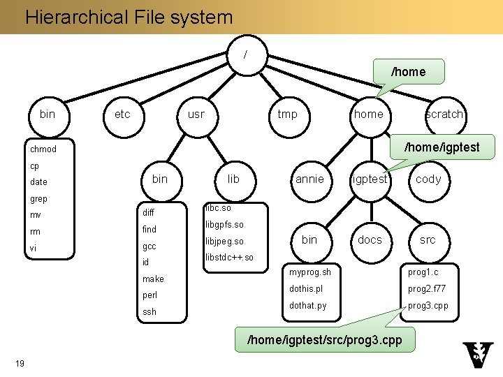 Hierarchical File system / /home bin etc usr tmp home scratch /home/igptest chmod cp