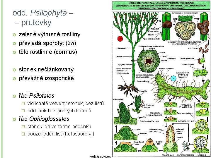 odd. Psilophyta – – prutovky zelené výtrusné rostliny převládá sporofyt (2 n) tělo rostlinné