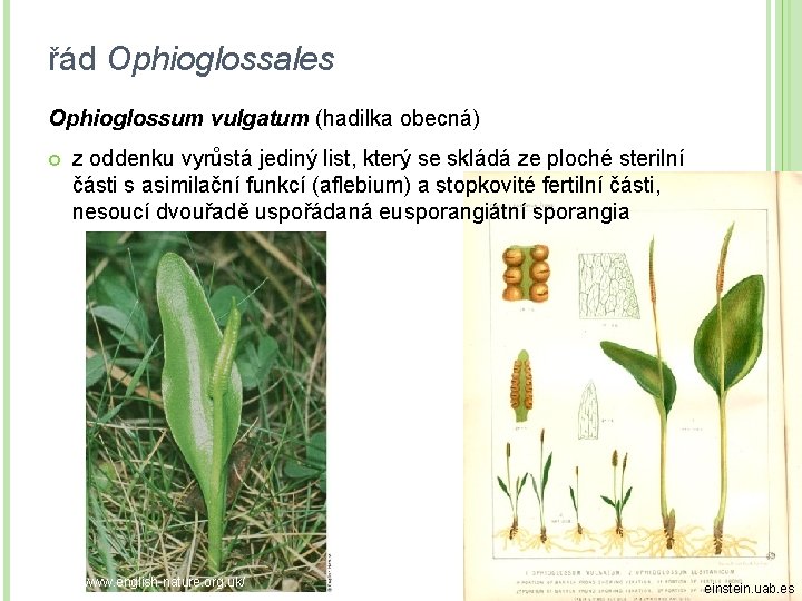 řád Ophioglossales Ophioglossum vulgatum (hadilka obecná) z oddenku vyrůstá jediný list, který se skládá