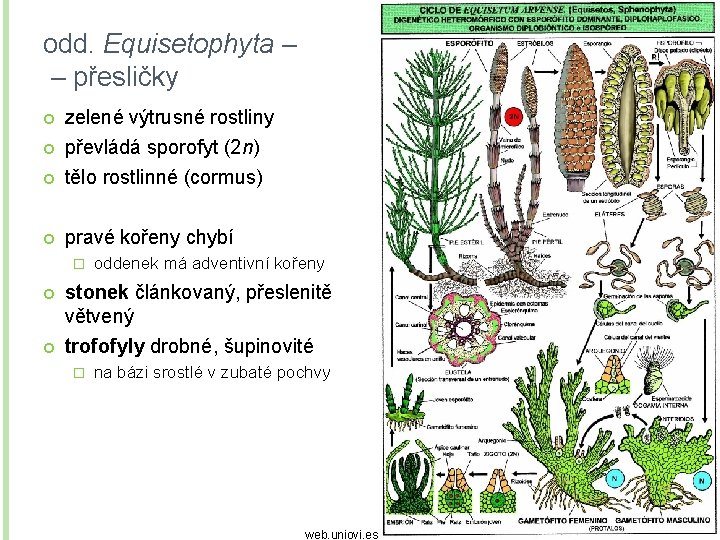 odd. Equisetophyta – – přesličky zelené výtrusné rostliny převládá sporofyt (2 n) tělo rostlinné