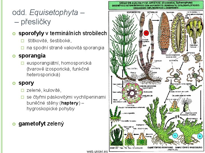 odd. Equisetophyta – – přesličky sporofyly v terminálních strobilech štítkovité, šestiboké, � na spodní