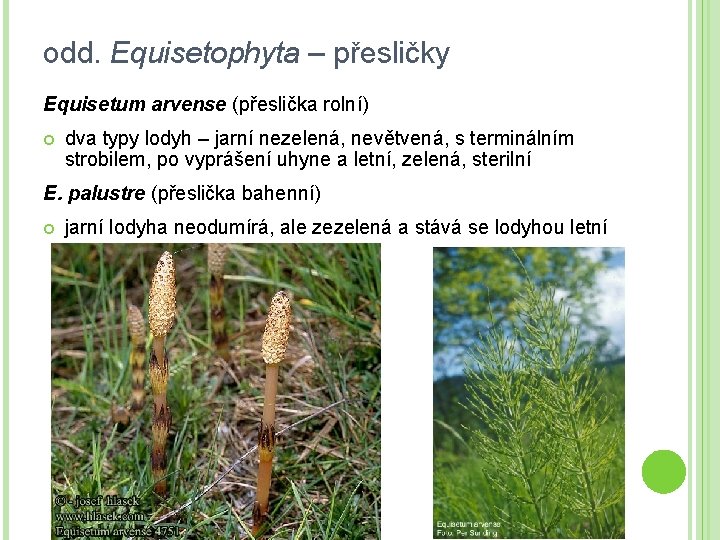 odd. Equisetophyta – přesličky Equisetum arvense (přeslička rolní) dva typy lodyh – jarní nezelená,