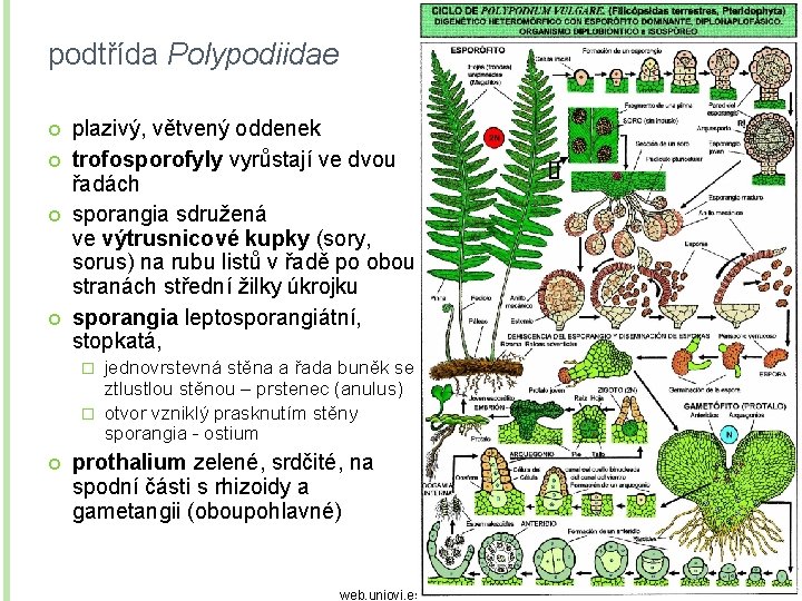 podtřída Polypodiidae plazivý, větvený oddenek trofosporofyly vyrůstají ve dvou řadách sporangia sdružená ve výtrusnicové