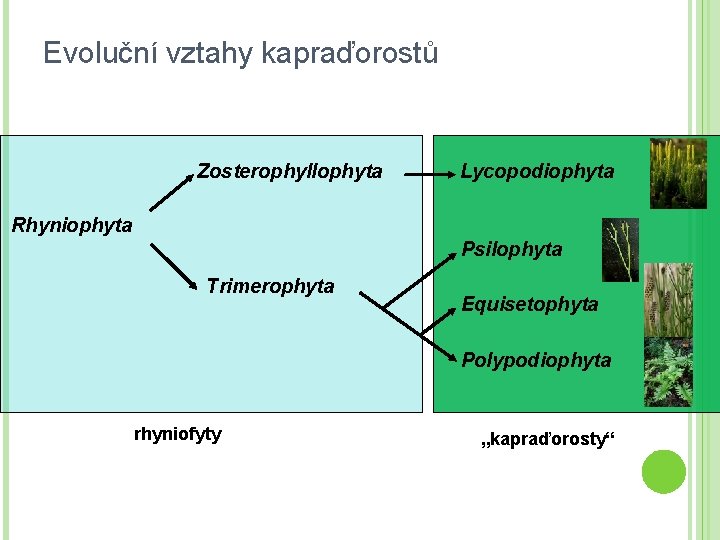 Evoluční vztahy kapraďorostů Zosterophyllophyta Lycopodiophyta Rhyniophyta Psilophyta Trimerophyta Equisetophyta Polypodiophyta rhyniofyty „kapraďorosty“ 