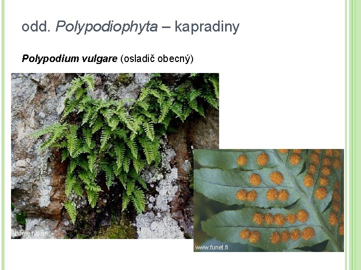 odd. Polypodiophyta – kapradiny Polypodium vulgare (osladič obecný) home. hib. no www. funet. fi