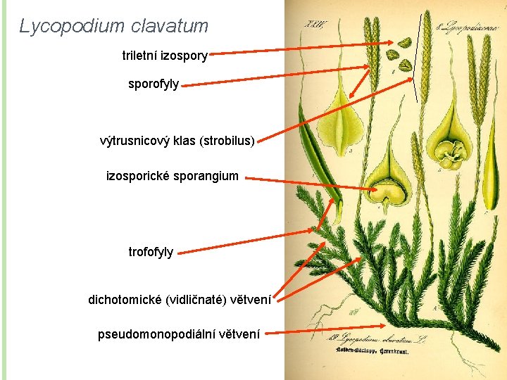 Lycopodium clavatum triletní izospory sporofyly výtrusnicový klas (strobilus) izosporické sporangium trofofyly dichotomické (vidličnaté) větvení