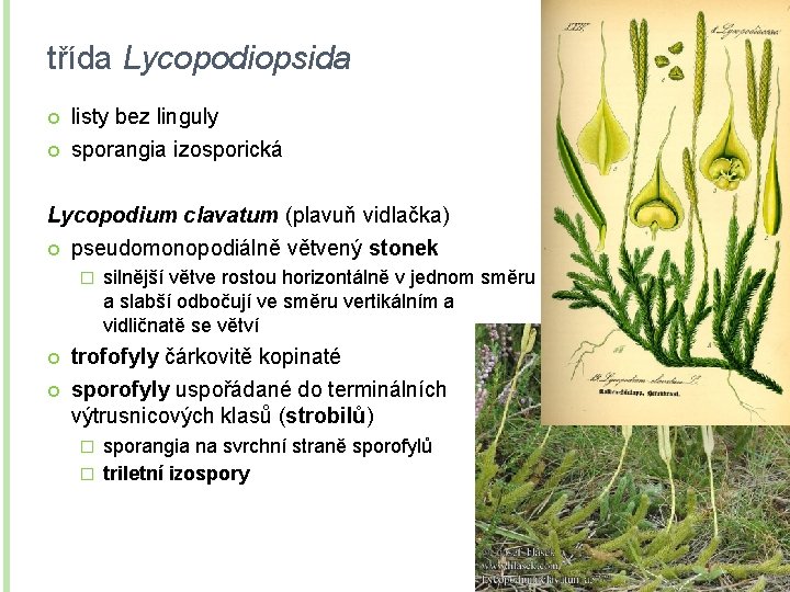 třída Lycopodiopsida listy bez linguly sporangia izosporická Lycopodium clavatum (plavuň vidlačka) pseudomonopodiálně větvený stonek