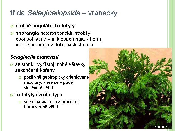 třída Selaginellopsida – vranečky drobné lingulátní trofofyly sporangia heterosporická, strobily oboupohlavné – mikrosporangia v