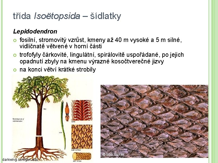 třída Isoëtopsida – šídlatky Lepidodendron fosilní, stromovitý vzrůst, kmeny až 40 m vysoké a