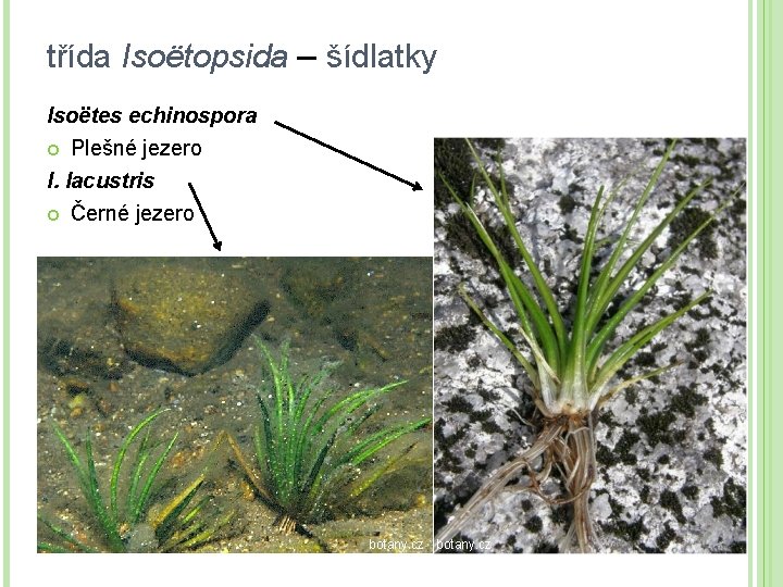 třída Isoëtopsida – šídlatky Isoëtes echinospora Plešné jezero I. lacustris Černé jezero botany. cz