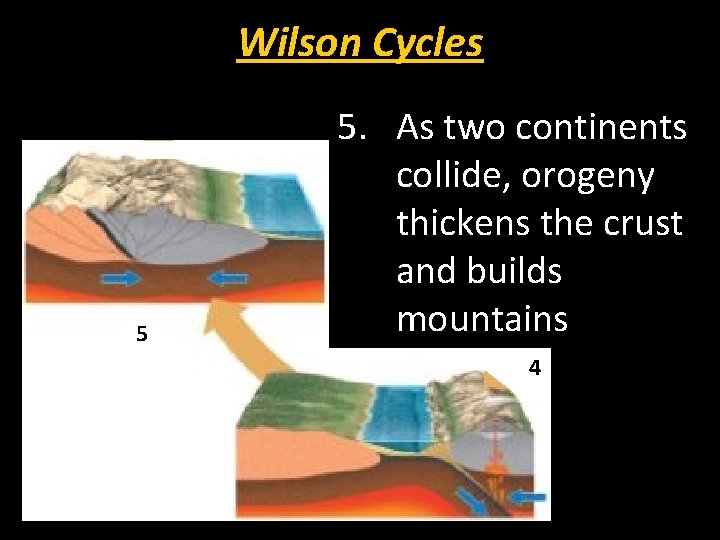 Wilson Cycles 5 5. As two continents collide, orogeny thickens the crust and builds