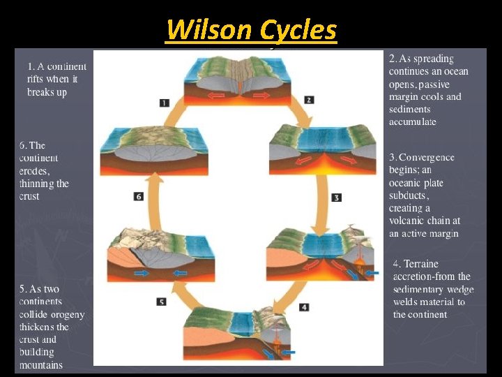 Wilson Cycles 