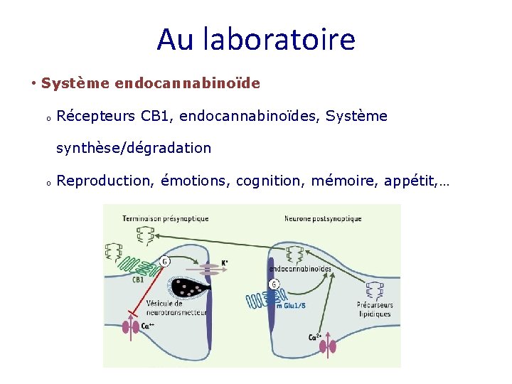 Au laboratoire • Système endocannabinoïde o Récepteurs CB 1, endocannabinoïdes, Système synthèse/dégradation o Reproduction,