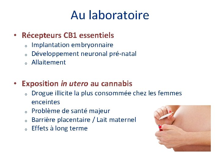 Au laboratoire • Récepteurs CB 1 essentiels o o o Implantation embryonnaire Développement neuronal