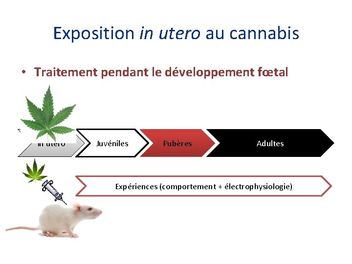 Exposition in utero au cannabis • Traitement pendant le développement fœtal In utero Juvéniles