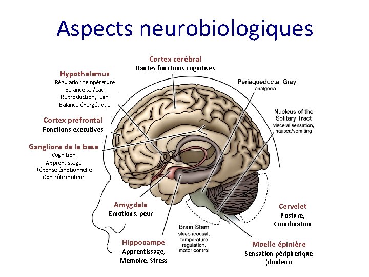 Aspects neurobiologiques Cortex cérébral Hypothalamus Hautes fonctions cognitives Régulation température Balance sel/eau Reproduction, faim