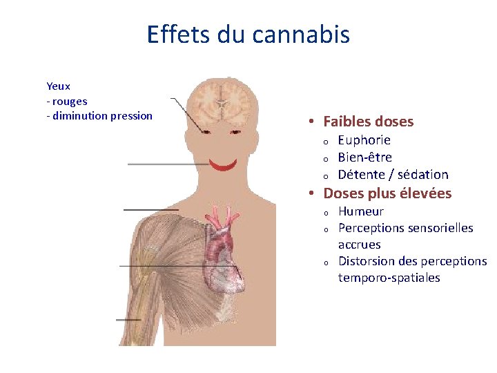 Effets du cannabis Yeux - rouges - diminution pression • Faibles doses o Bouche